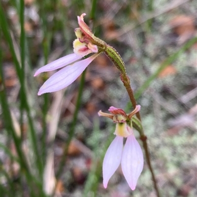 Eriochilus petricola