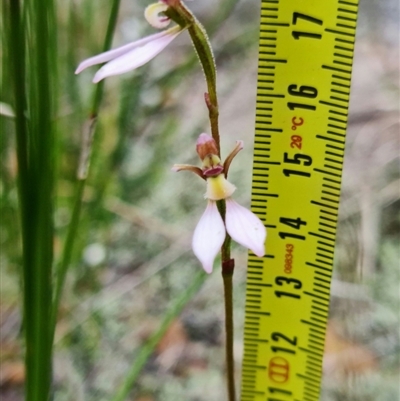 Eriochilus petricola