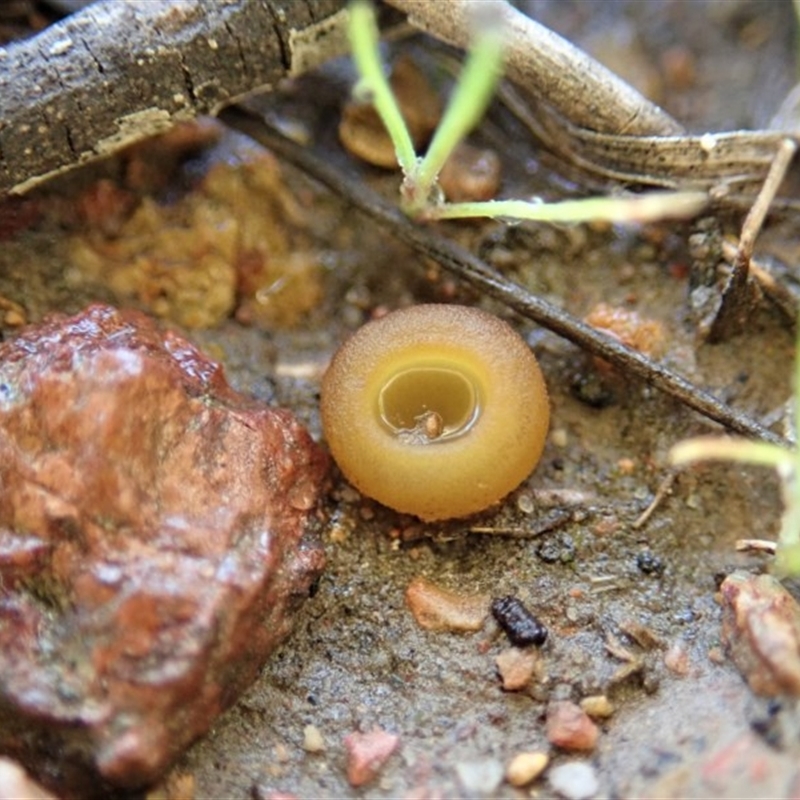 Aleurina ferruginea