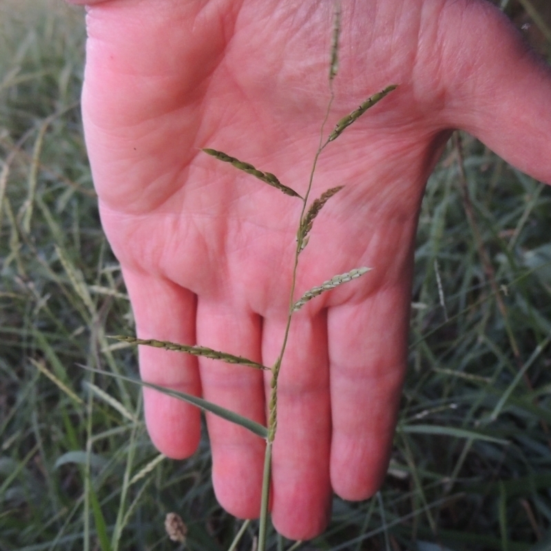 Eriochloa pseudoacrotricha