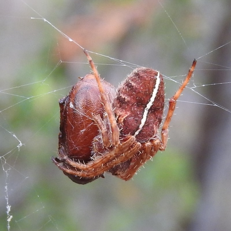 Hortophora sp. (genus)