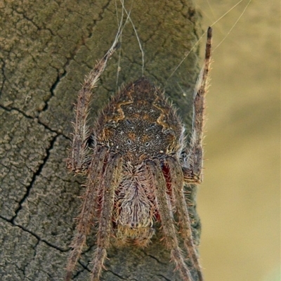 Hortophora transmarina