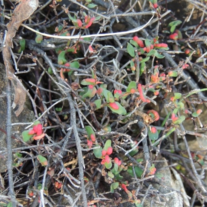 Eriophyes lambi