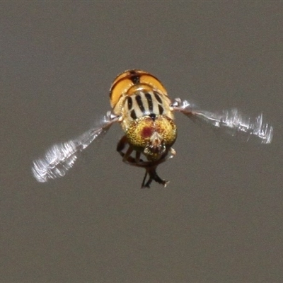 Eristalinus punctulatus