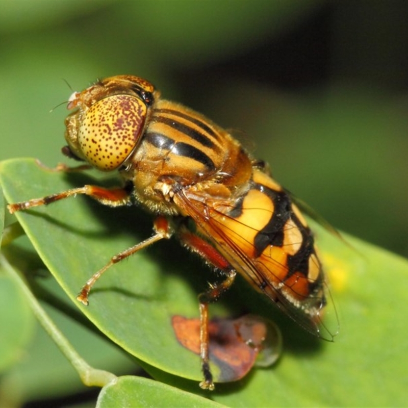 Eristalinus punctulatus