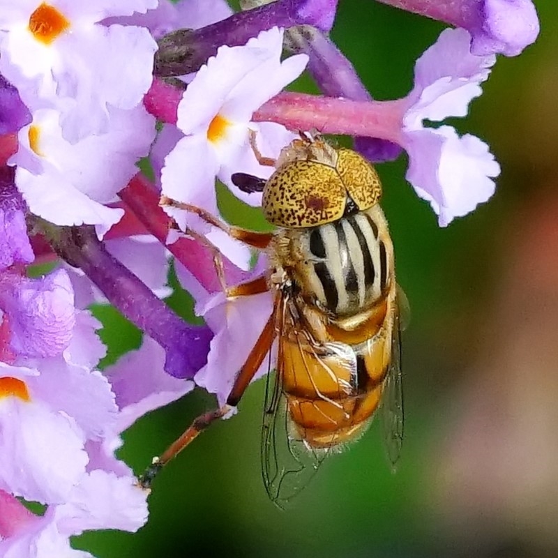 Eristalinus (genus)