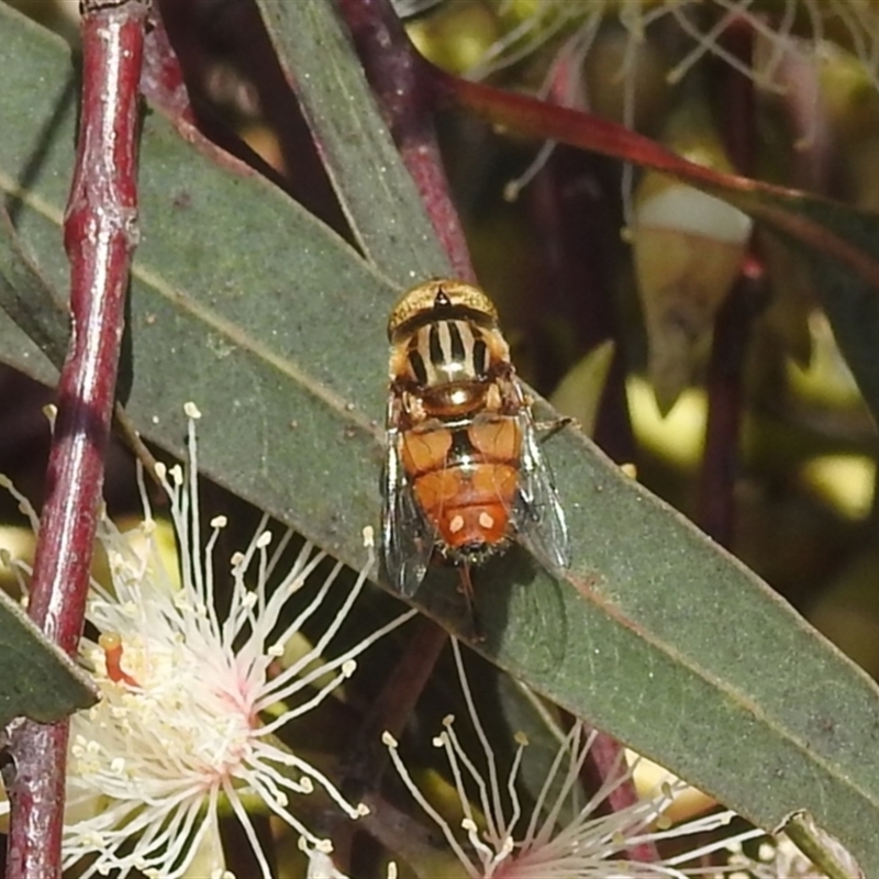 Eristalinus (genus)