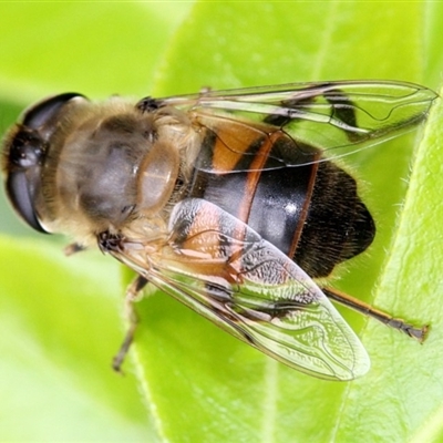 Eristalis tenax