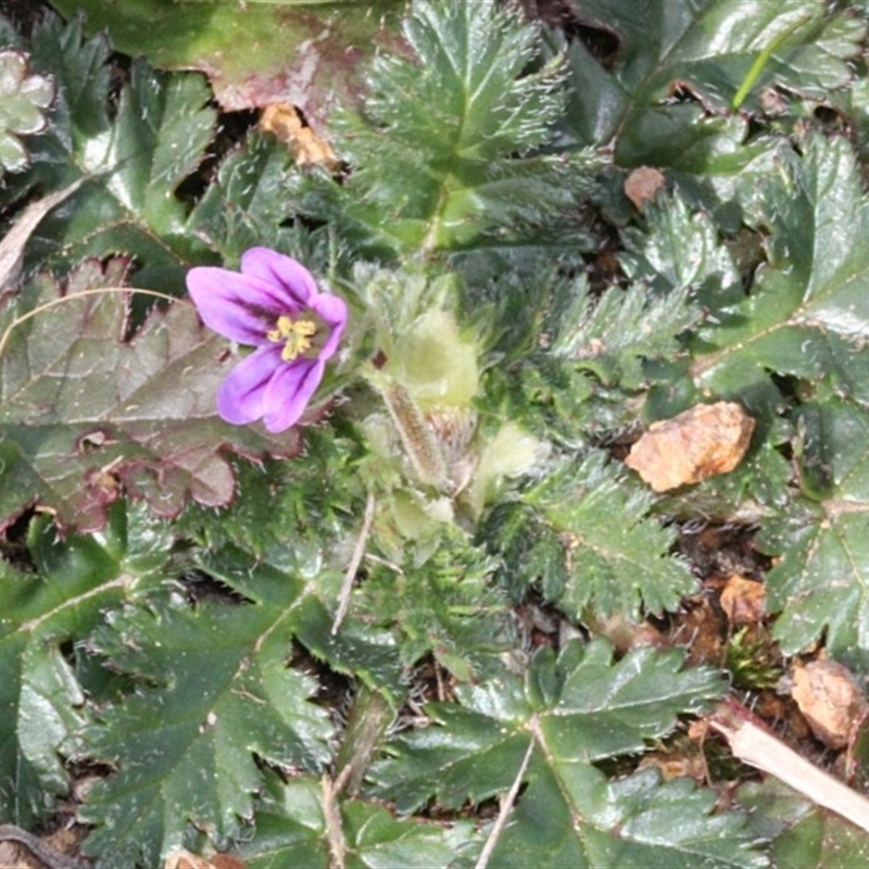 Erodium brachycarpum