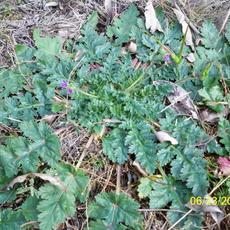 Erodium brachycarpum