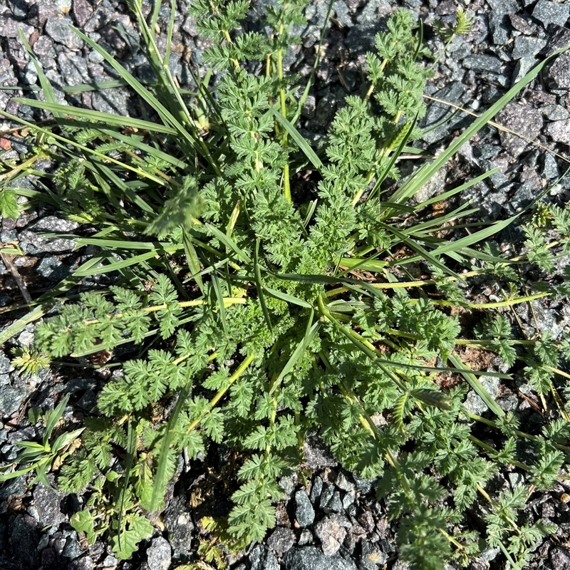 Erodium cicutarium