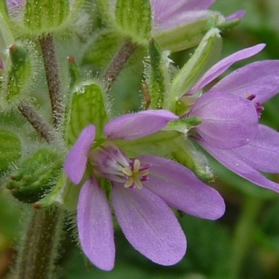 Erodium moschatum