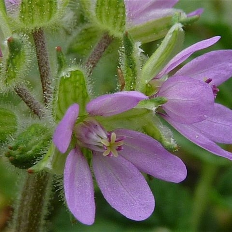 Erodium moschatum