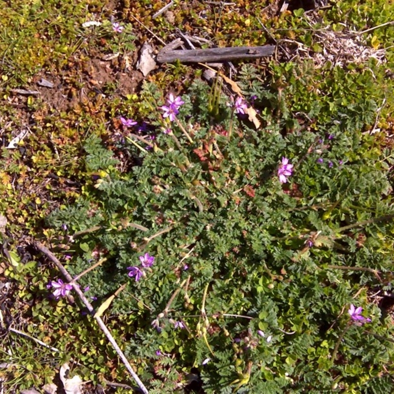 Erodium sp.