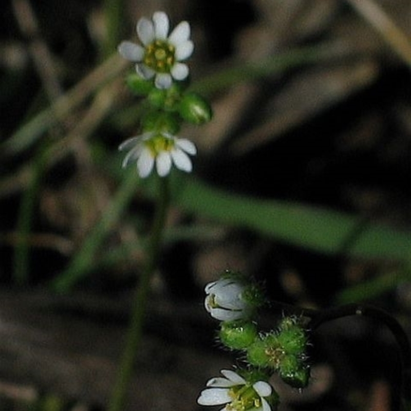 Erophila verna