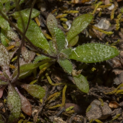 Erophila verna subsp. verna