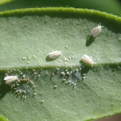 Aleyrodidae sp. (family)