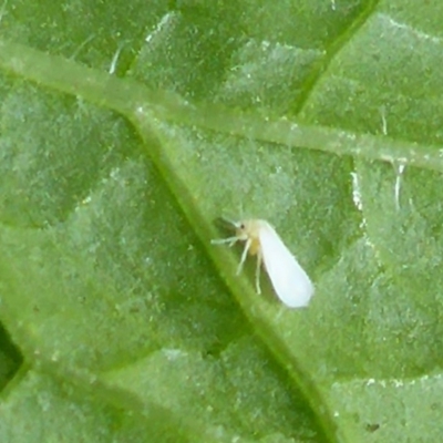 Aleyrodidae sp. (family)