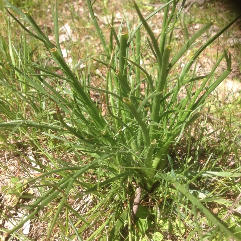 Eryngium ovinum