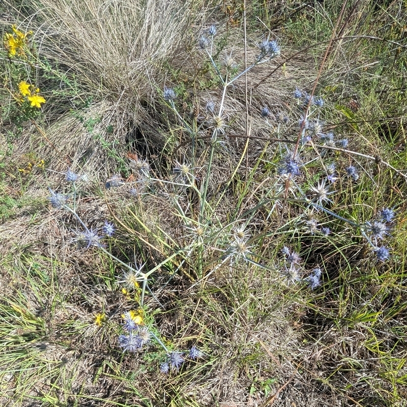 Eryngium ovinum