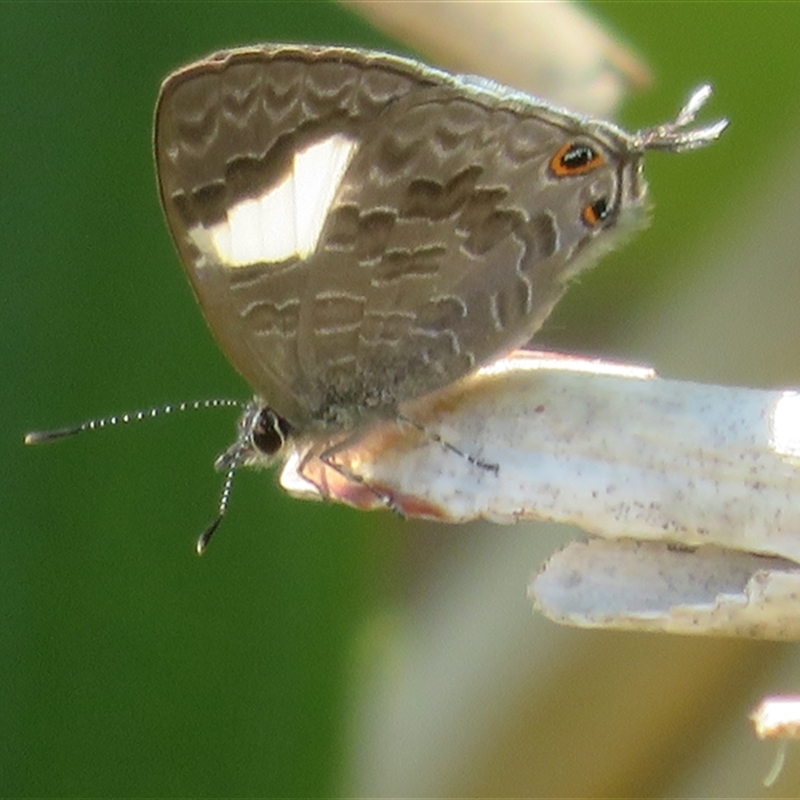 Erysichton lineata