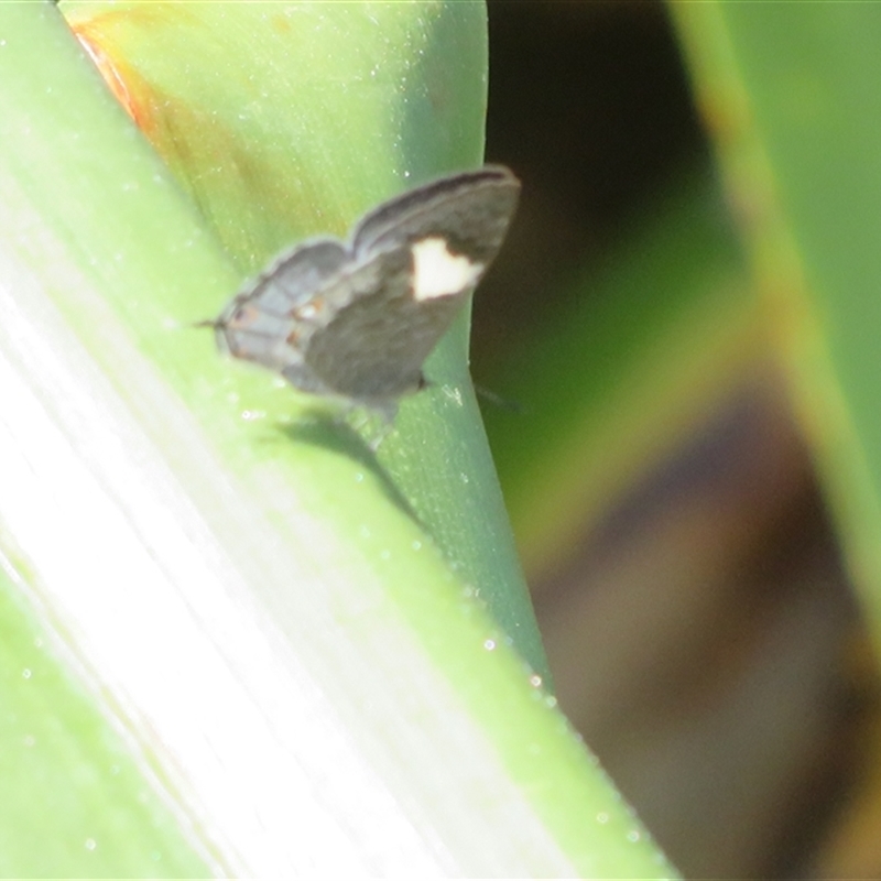 Erysichton lineata