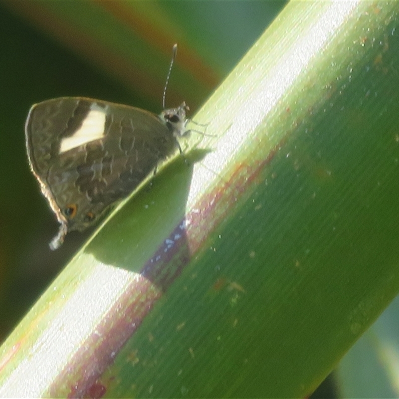 Erysichton lineata