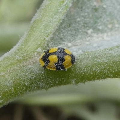 Erysiphaceae (family)