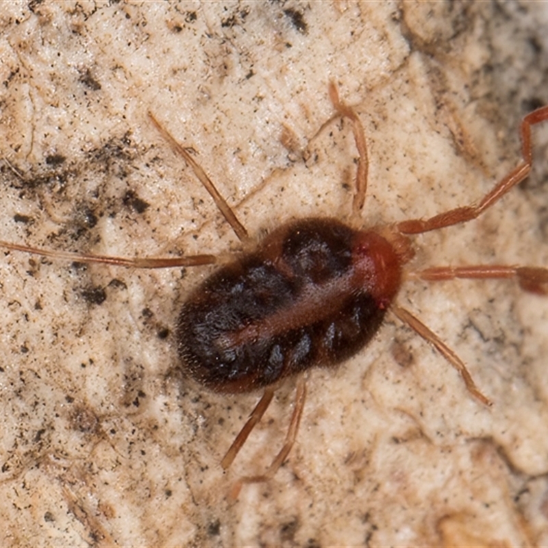 Erythraeidae (family)