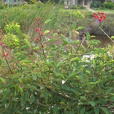 Erythrina crista-galli