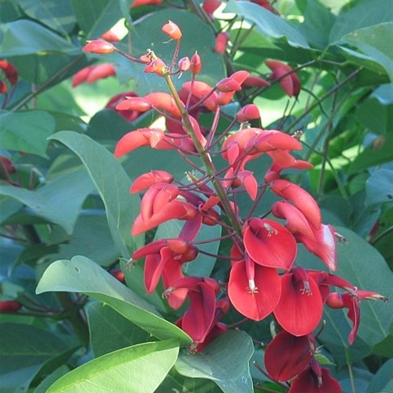 Erythrina crista-galli