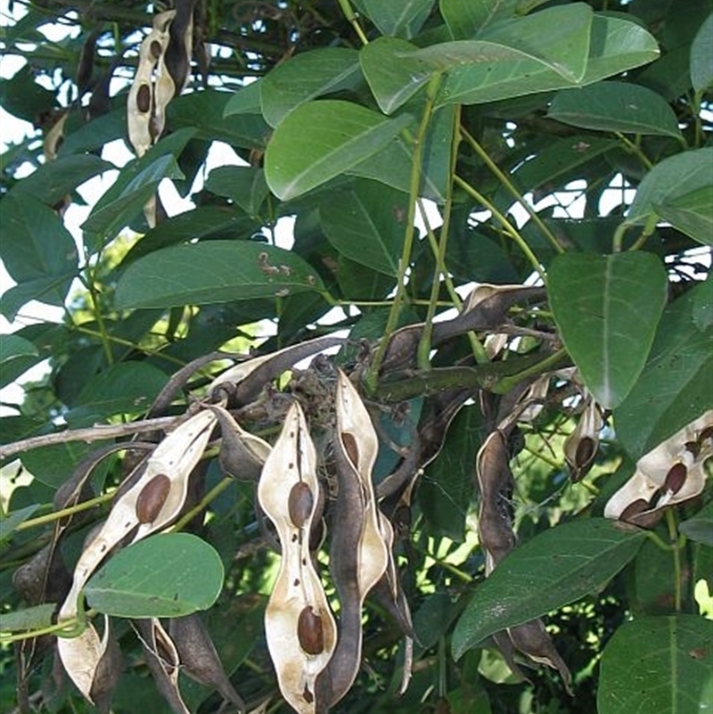 Erythrina crista-galli