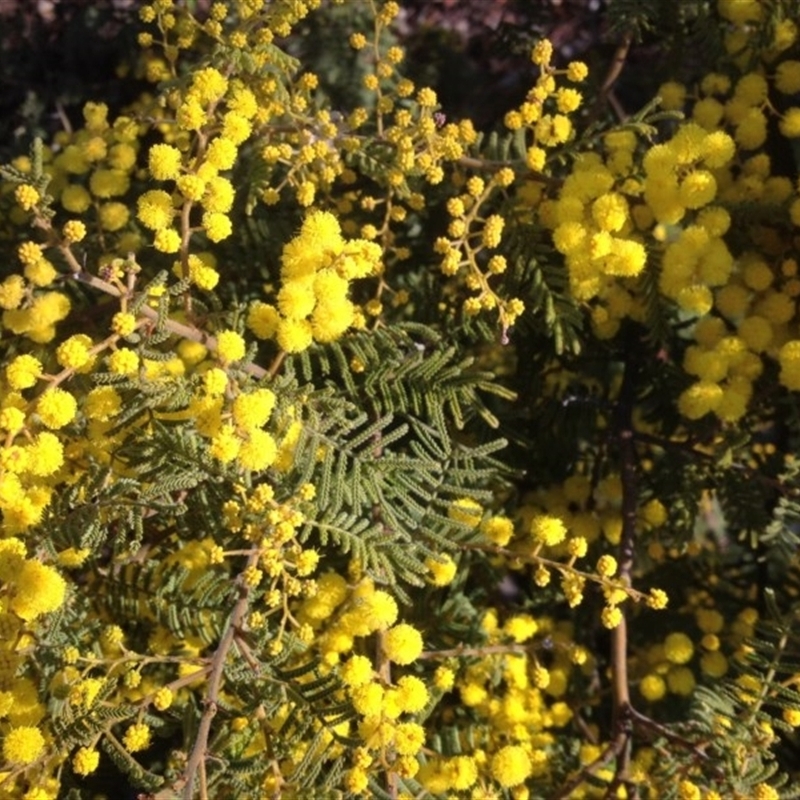 Acacia cardiophylla