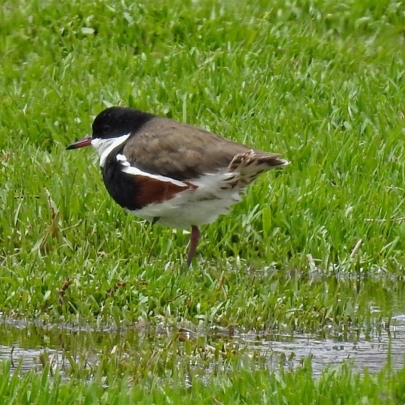 Erythrogonys cinctus