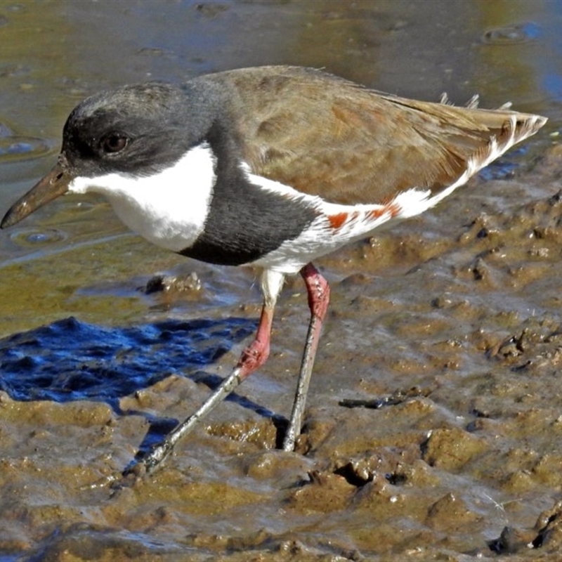 Erythrogonys cinctus