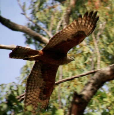 Erythrotriorchis radiatus