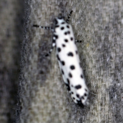 Ethmia clytodoxa