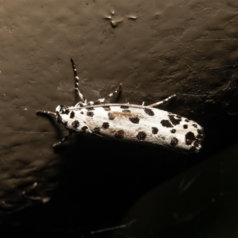 Ethmia clytodoxa