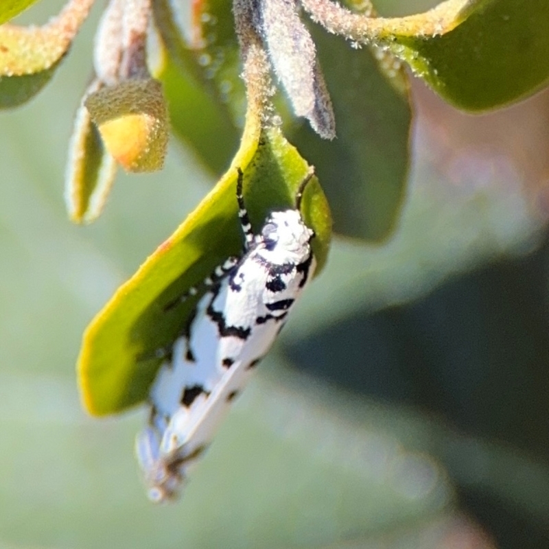 Ethmia clytodoxa