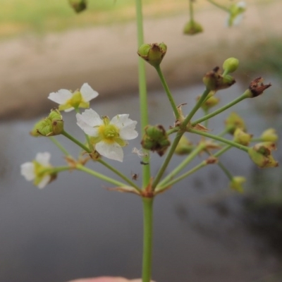 Alisma plantago-aquatica