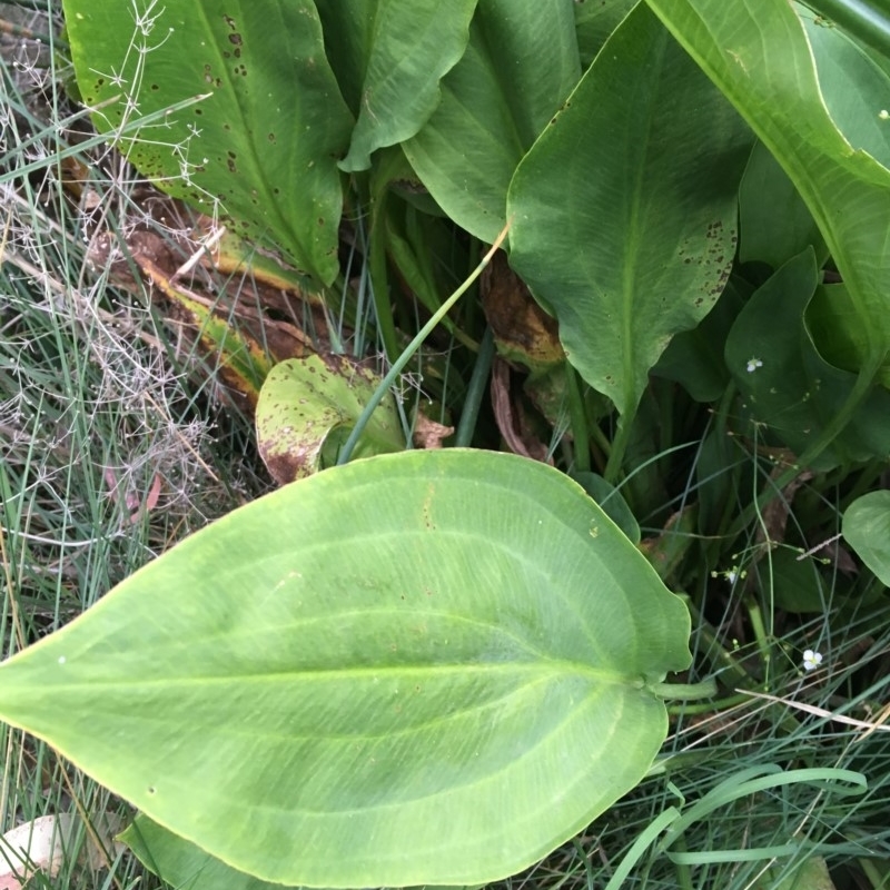 Alisma plantago-aquatica