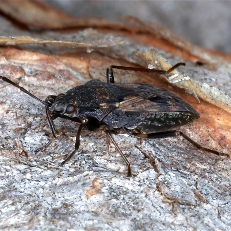 Euander lacertosus