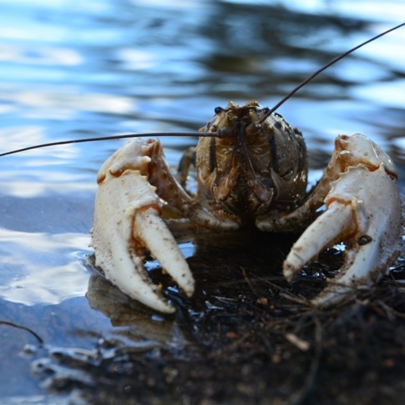 Euastacus armatus