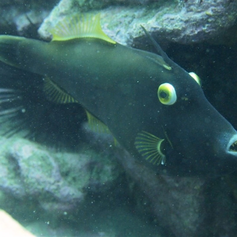 Eubalichthys bucephalus