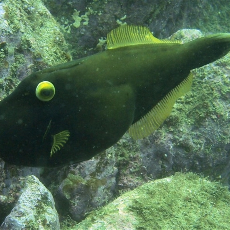 Eubalichthys bucephalus