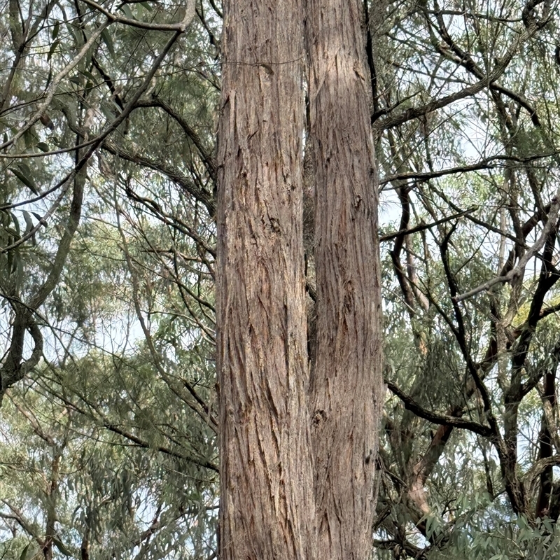 Eucalyptus acmenoides