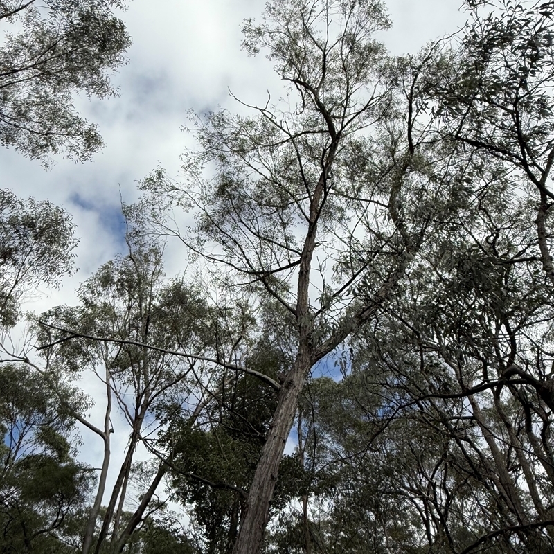 Eucalyptus acmenoides