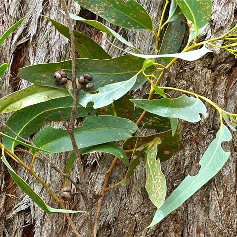 Eucalyptus agglomerata