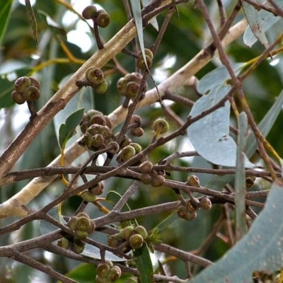 Eucalyptus agglomerata