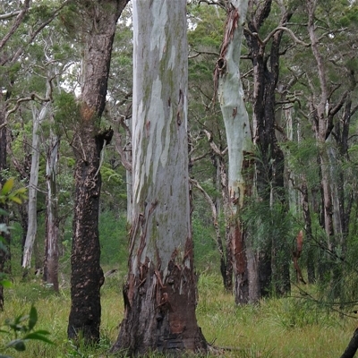 Eucalyptus amplifolia